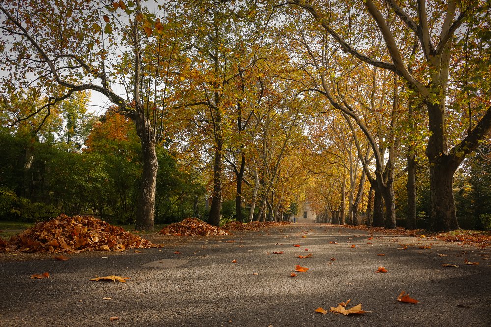 Photograph by Pilinger Miklos Csaba