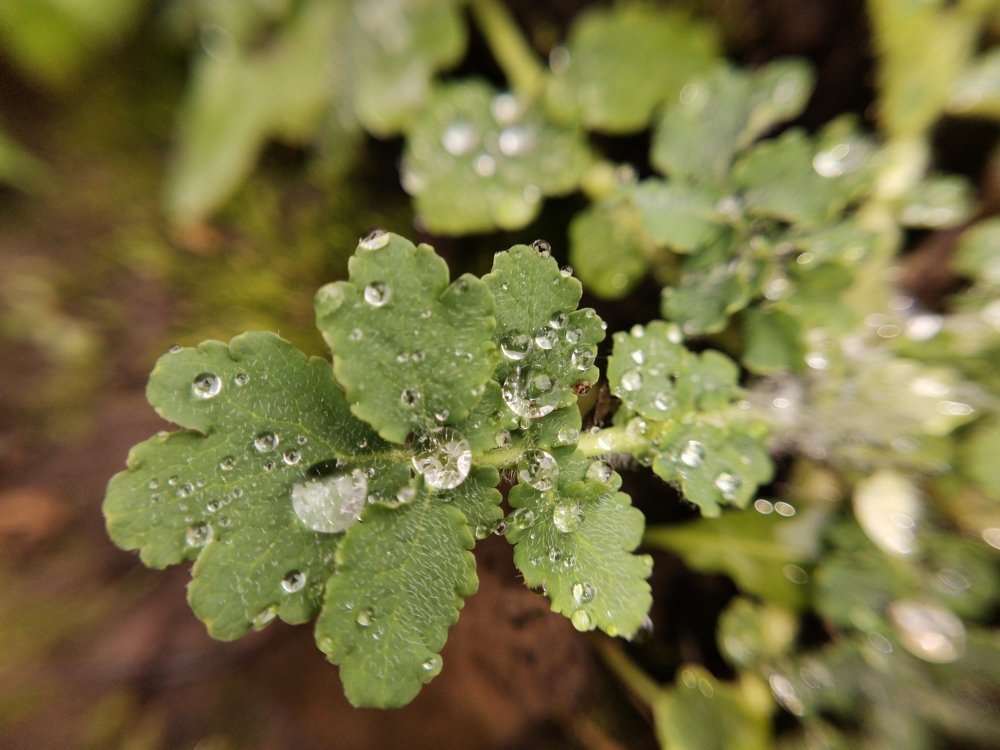 Осенний дождь