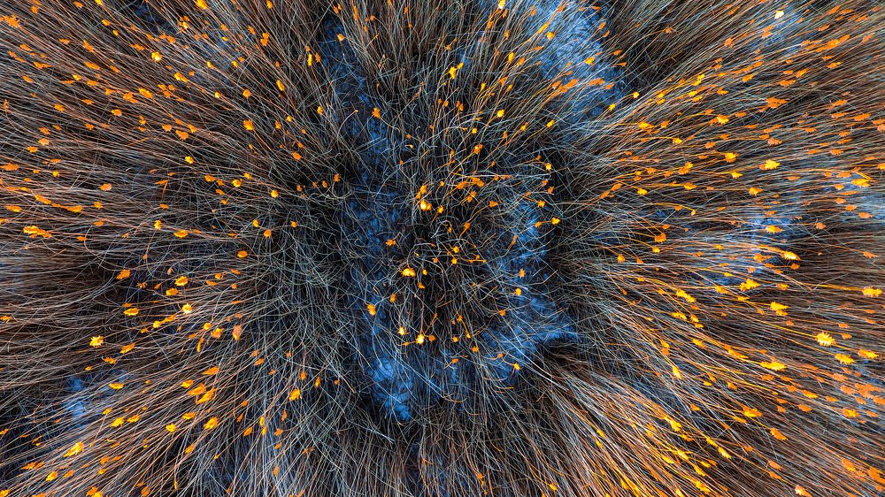 Golden bamboo forest