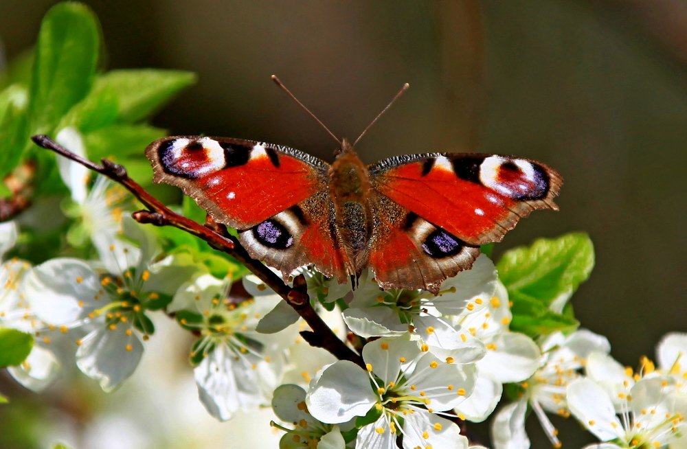 Фотография автора Сергей Барановский