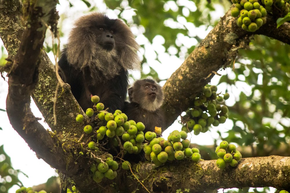 Lion Tailed Macaque