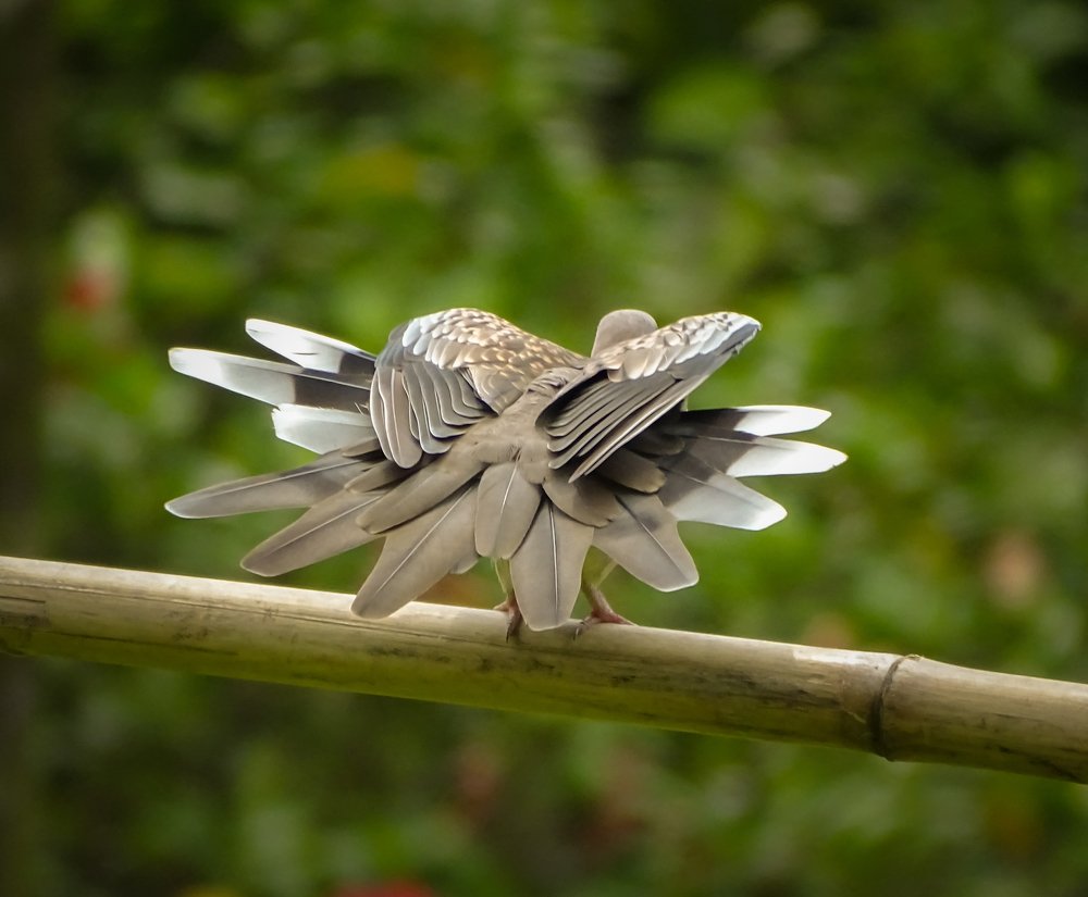 Spotted Dove Ultimate form