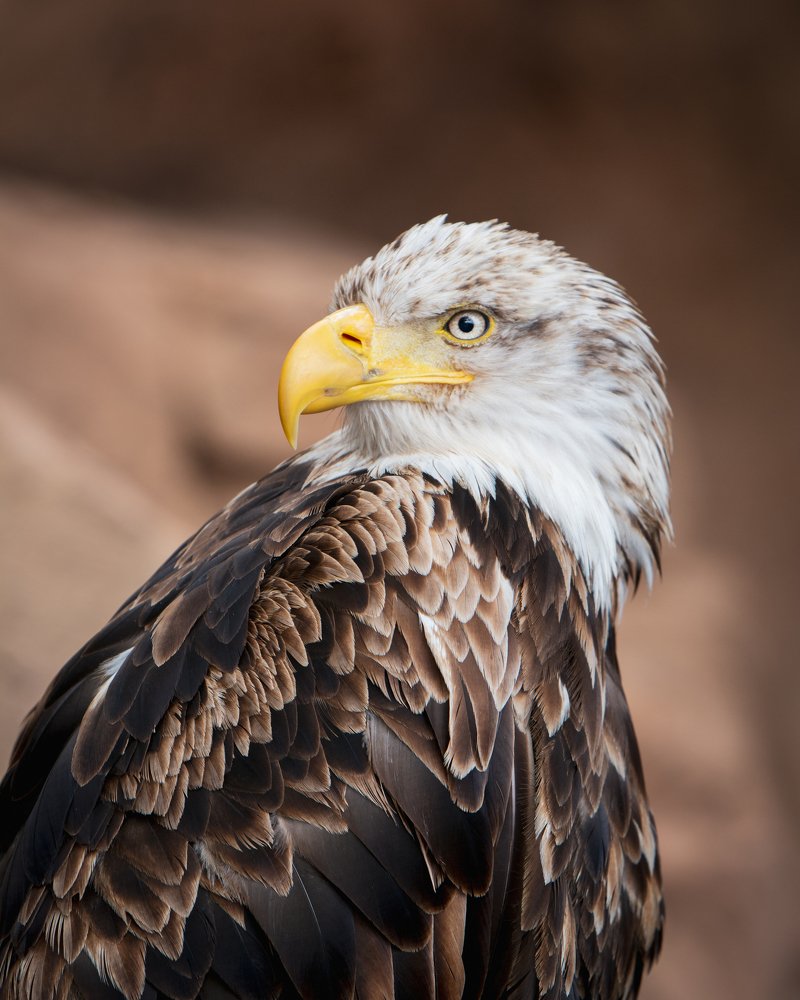 Haliaéetus leucocéphalus