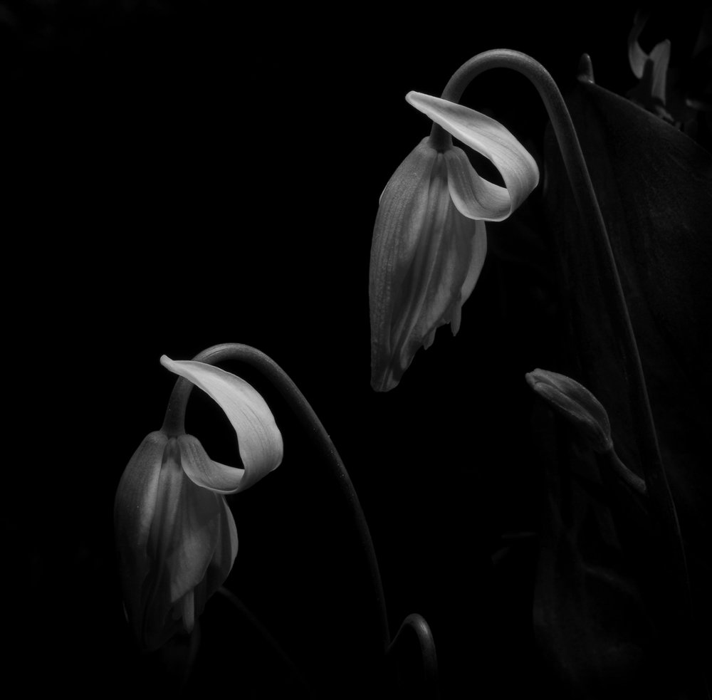 Photograph by Alexander Svetlov