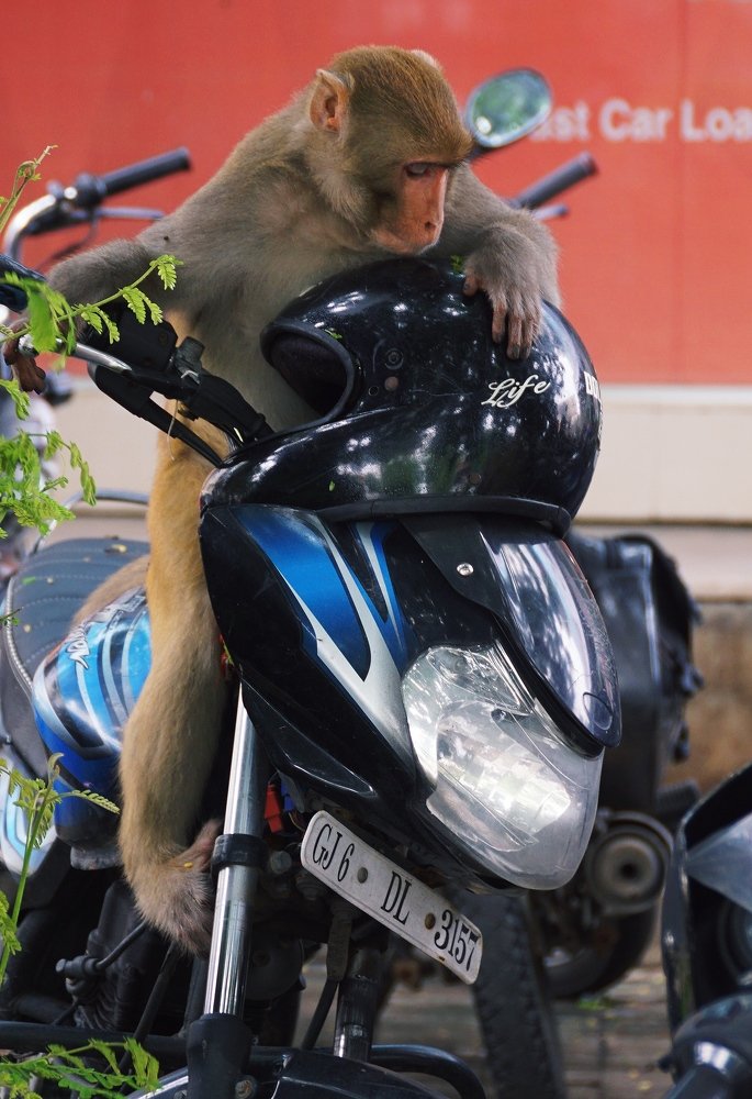 Фотография автора Pranay Shah