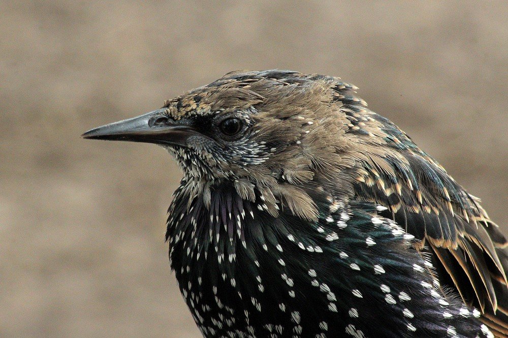 Фотография автора Геннадий Титов