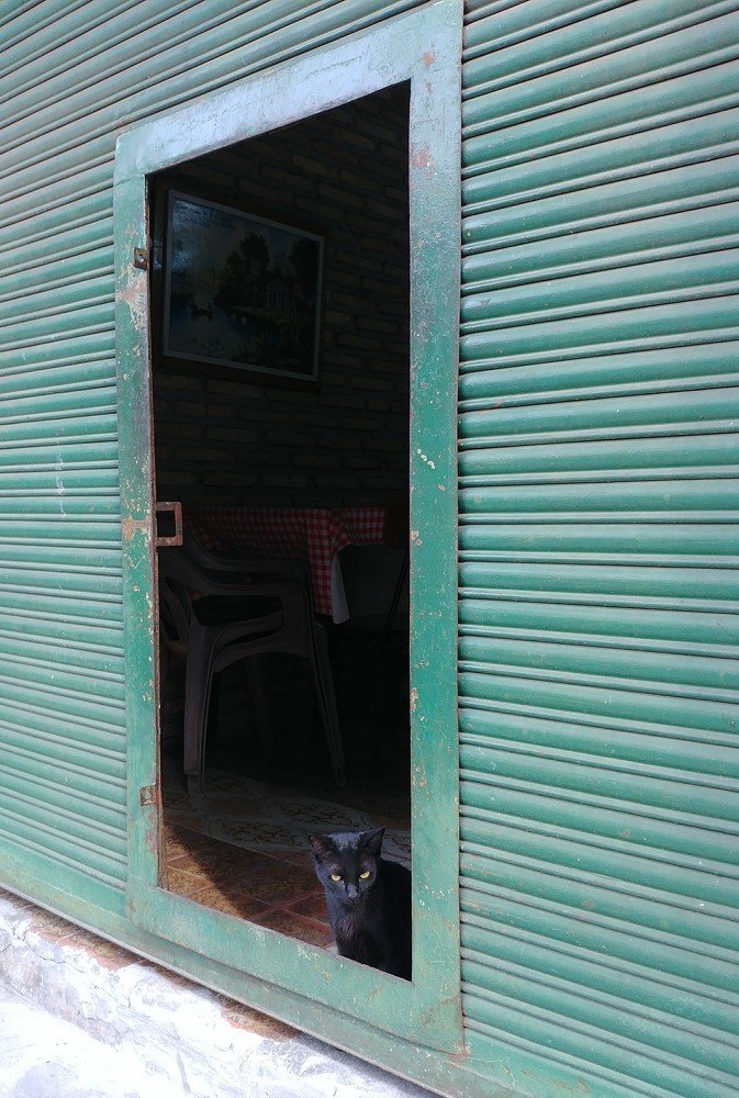 Cat on the door