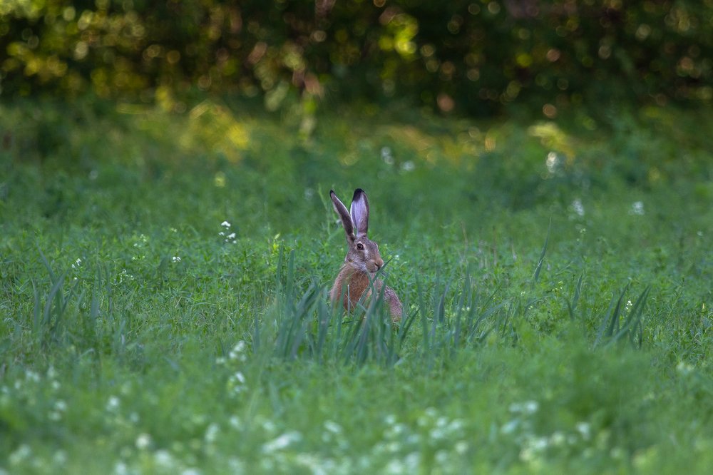 Photograph by Кобец Дмитрий