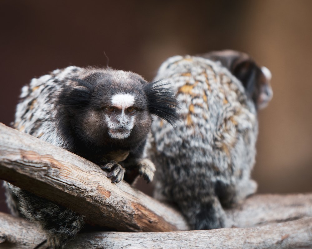 The marmosets