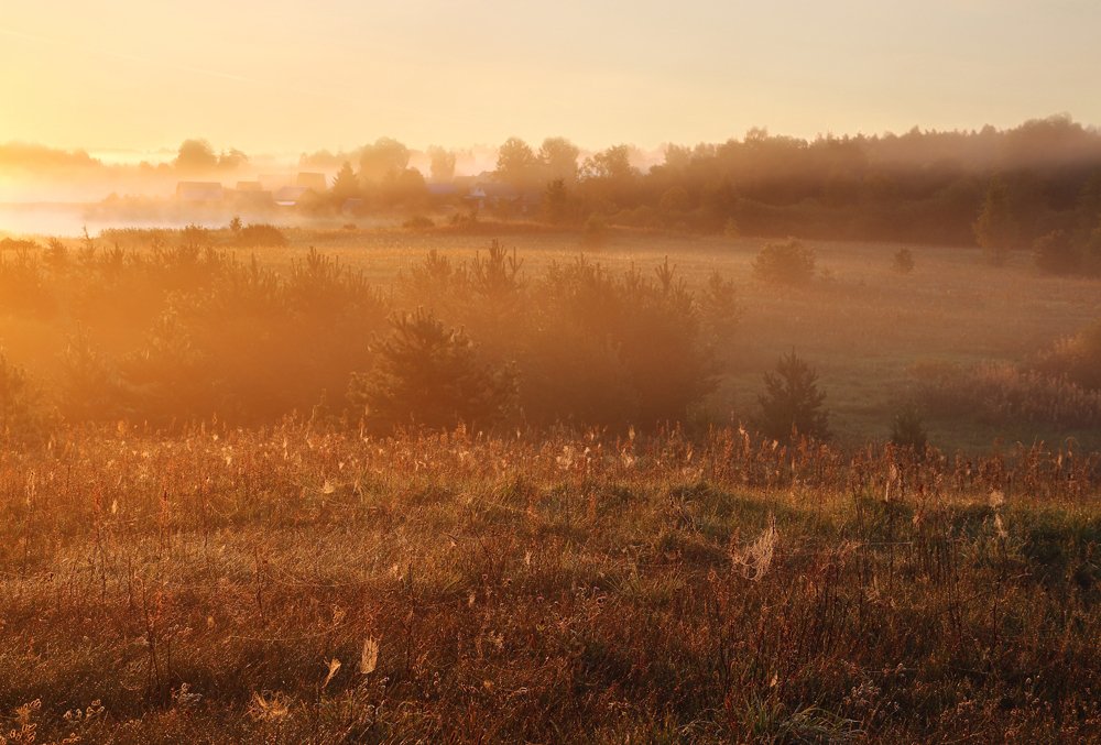 Позолоченное утро.