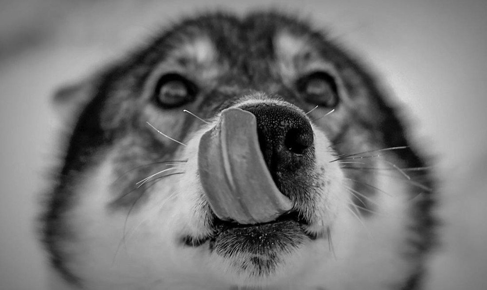 жил-был пёс