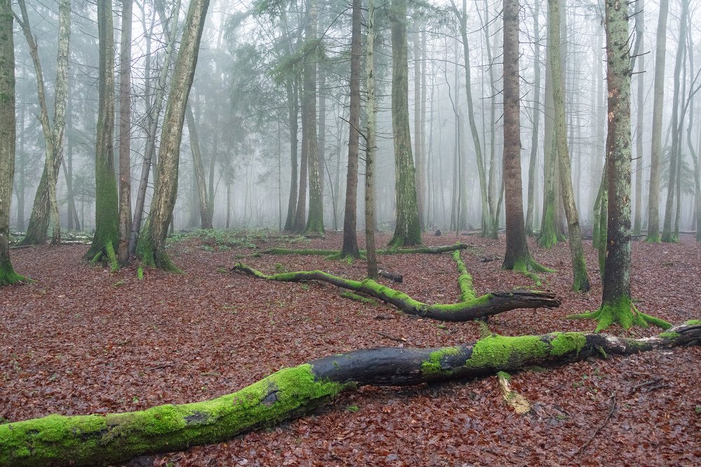 Утро туманное