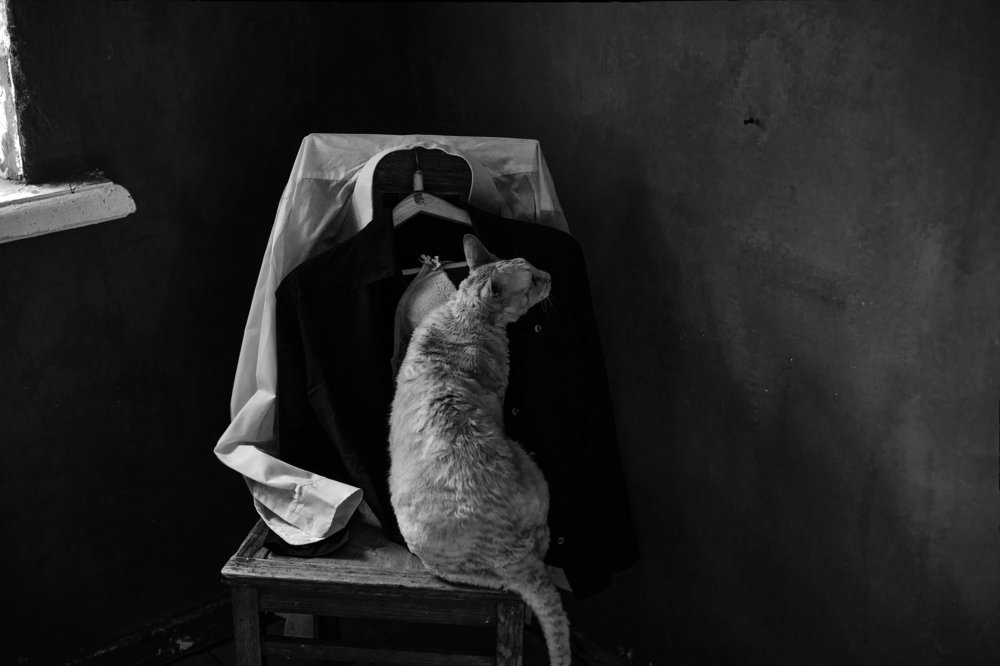 Photo #4064793