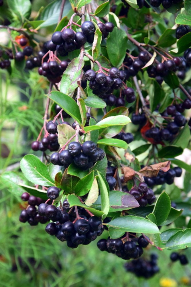 Photograph by Ирина Федичева