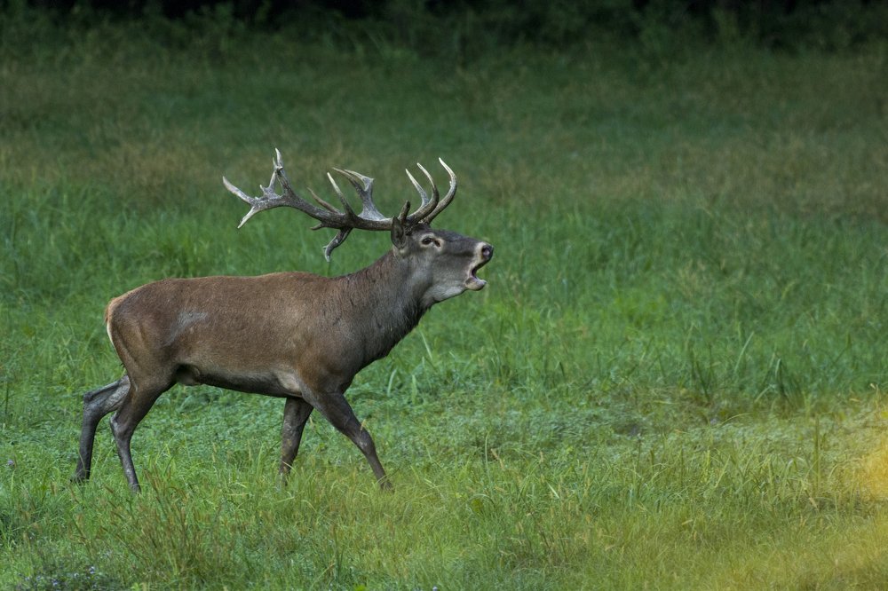 Photograph by Predrag Kostin