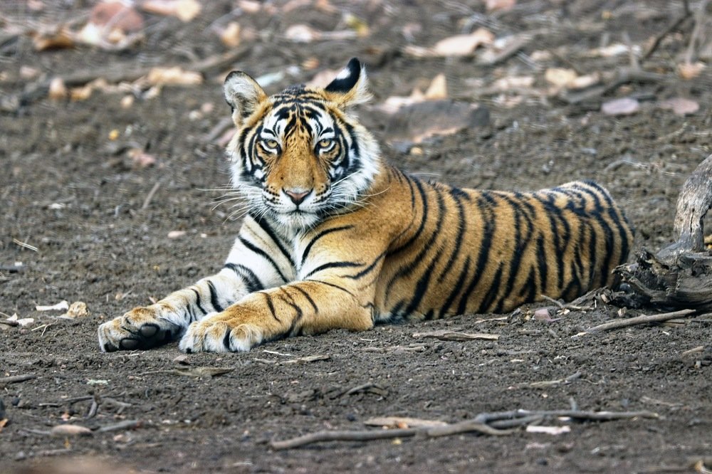 Portrait Of Male tiger