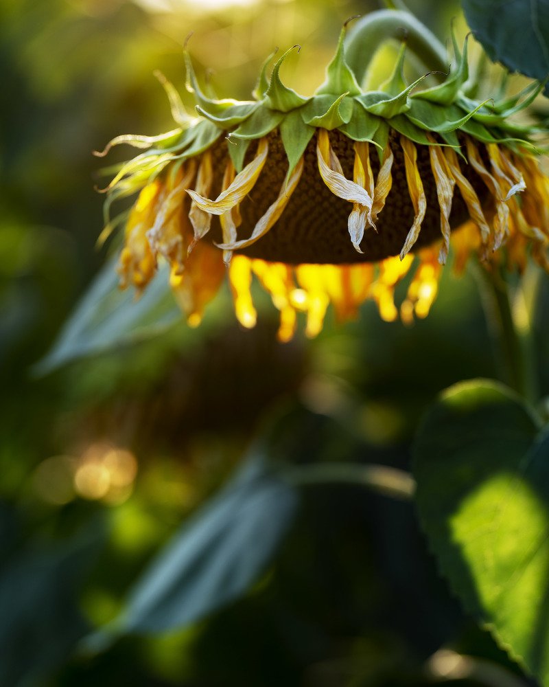 Photograph by Natalia Ghimp