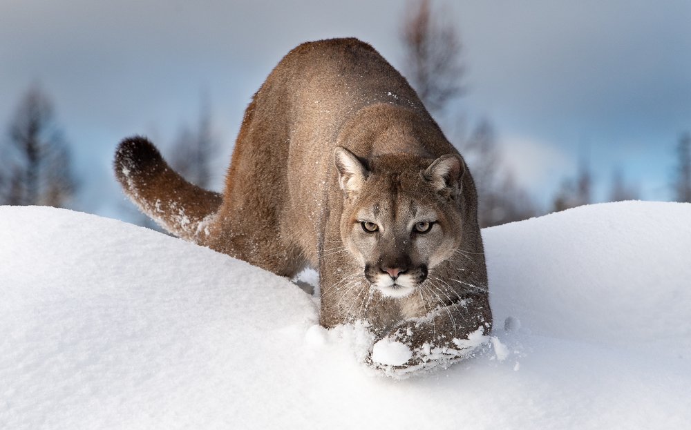 King Of The Mountain