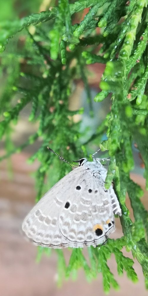This Butterfly Having Additional Antennas