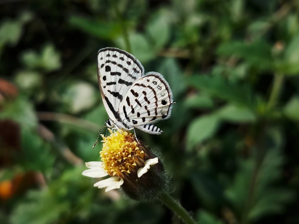 Butter-Fly