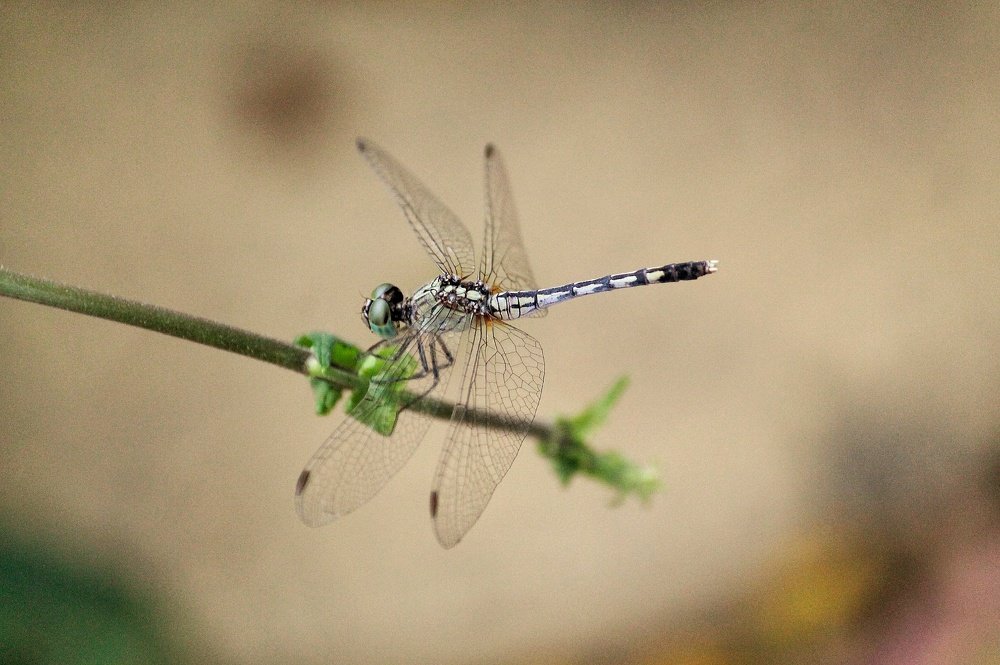 Dragonfly