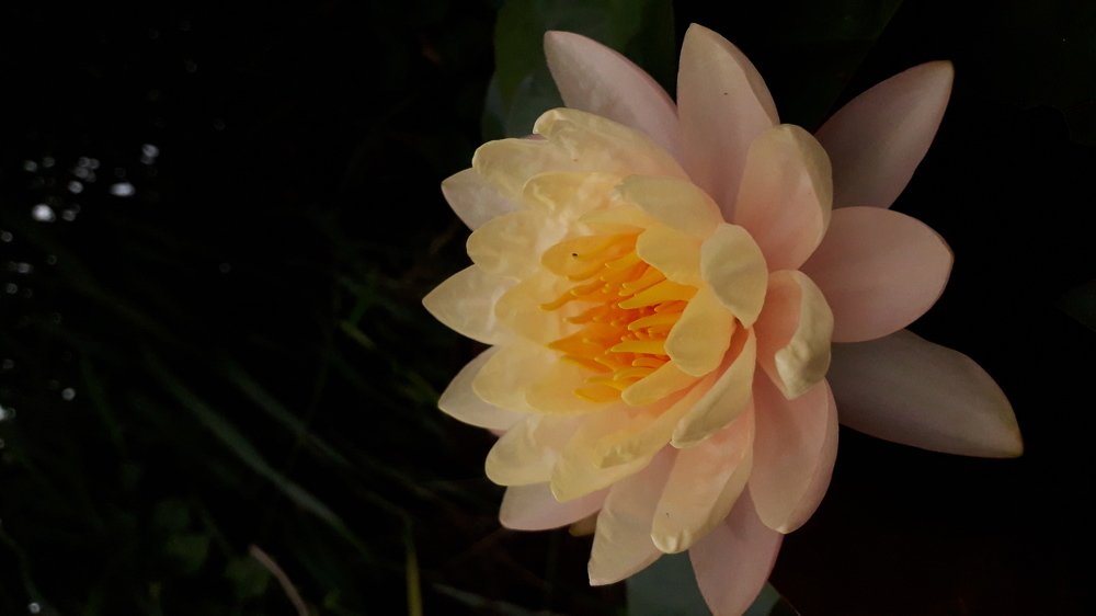 Photograph by nguyenbao