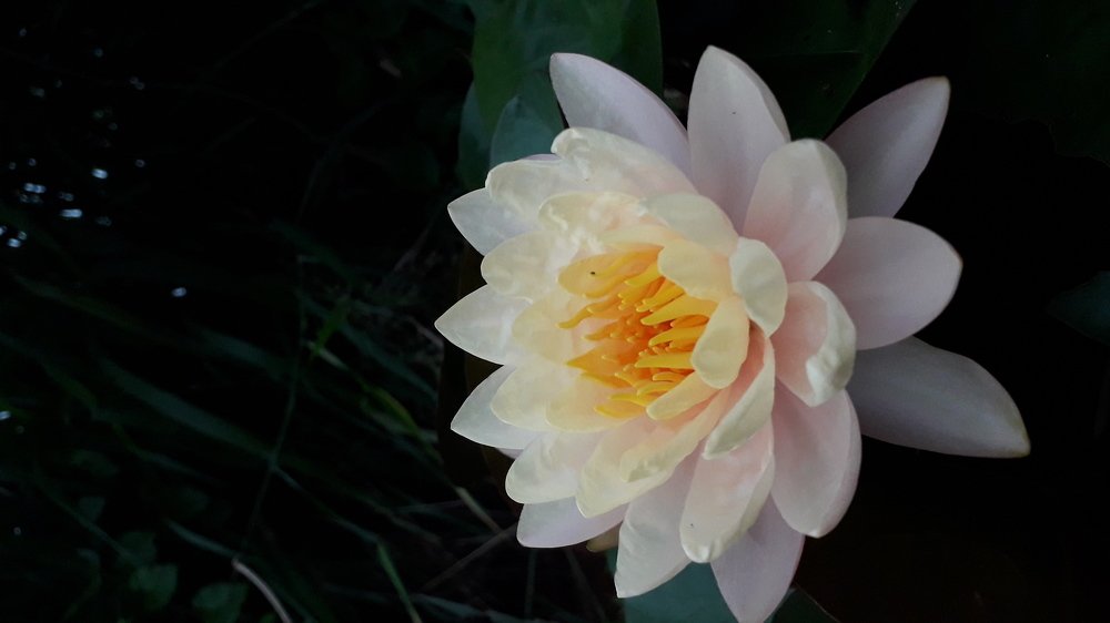 Photograph by nguyenbao