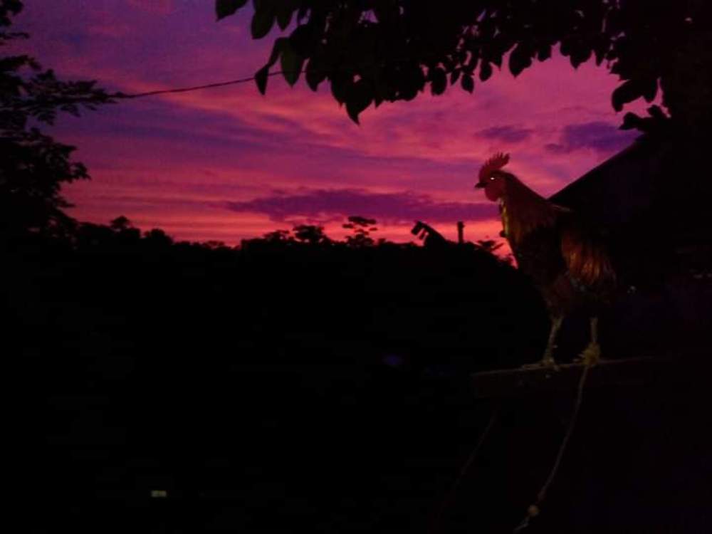 Rooster@dawn