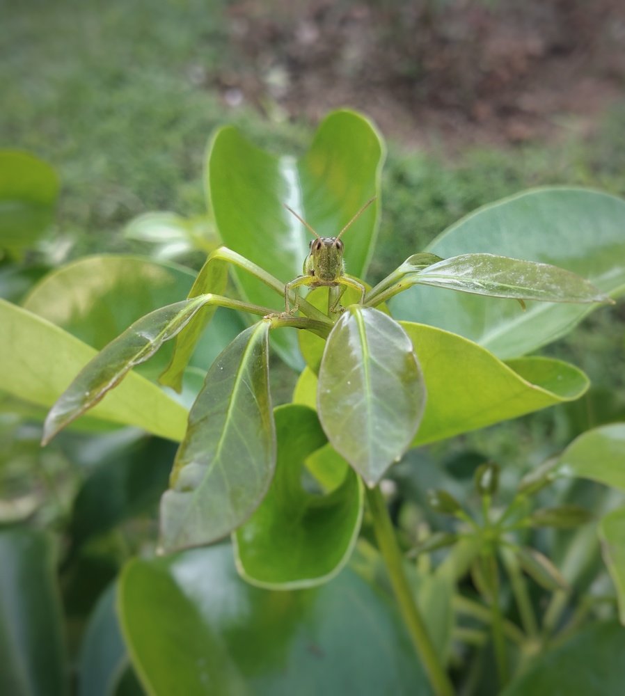 Photograph by Abhijit Shil