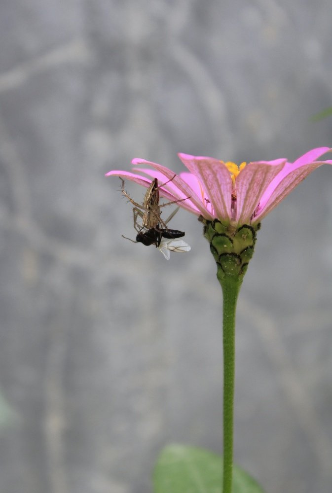 Photograph by Abhijit Shil