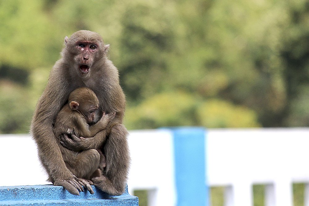 Photograph by Raju Das