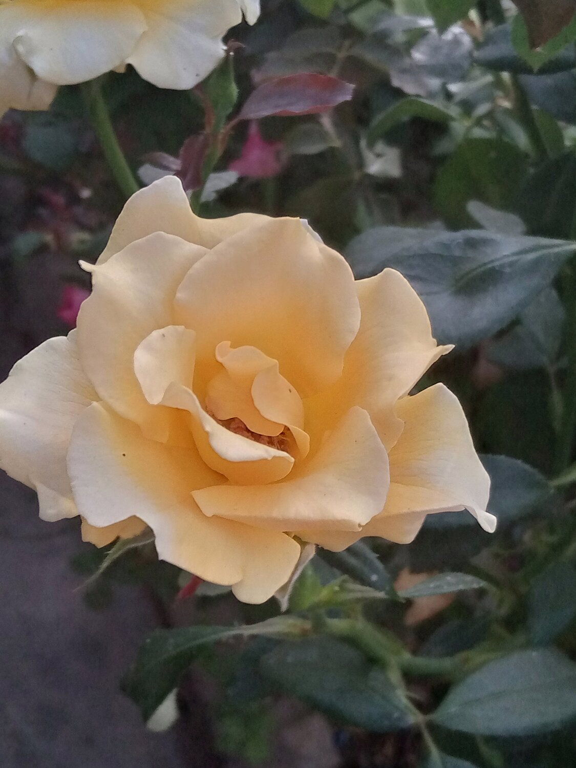 Photo #4066566