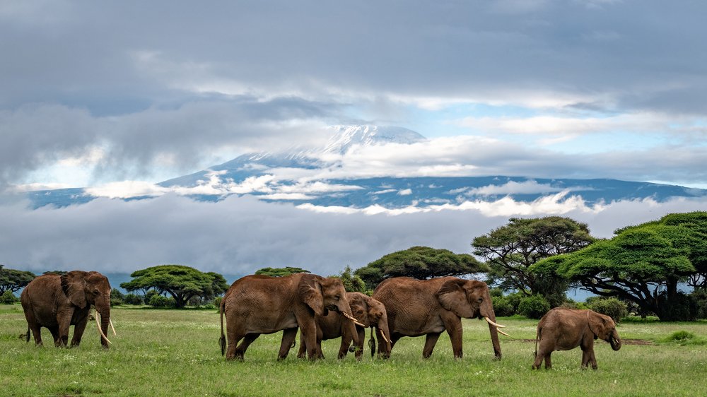 Мама Африка