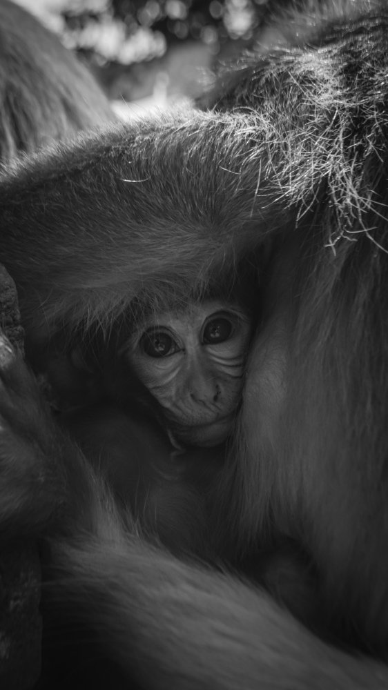 Photograph by Roshan Shrestha
