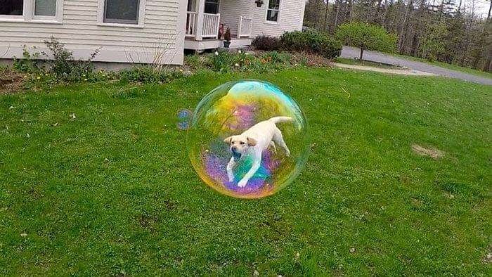 Photo #4066983