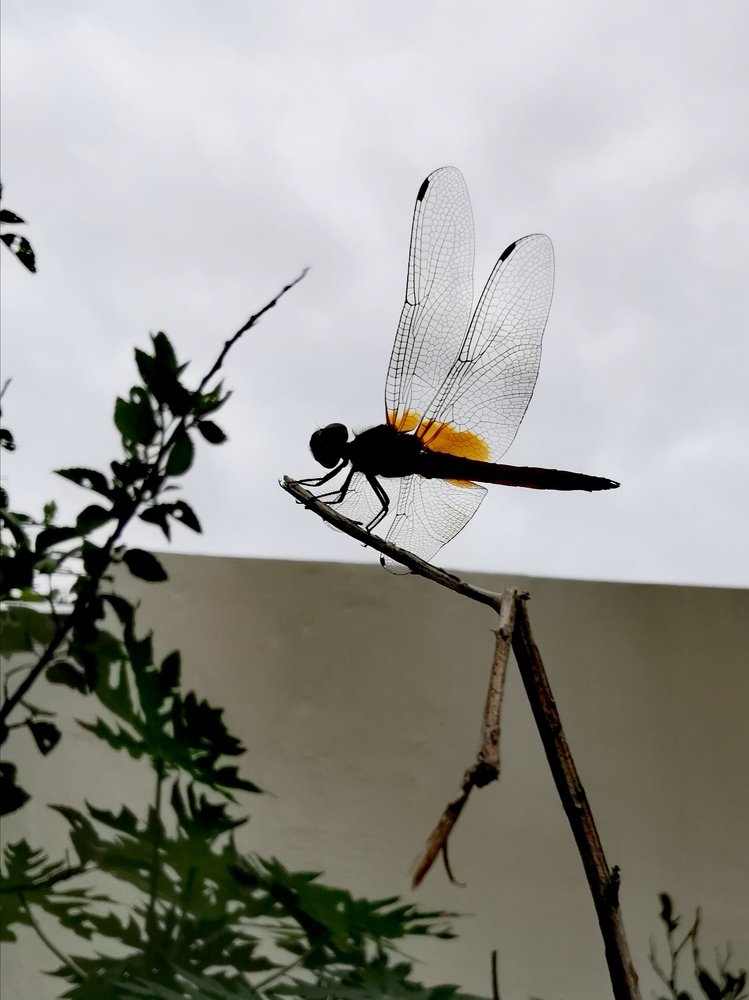 Photograph by Chunhou Poon