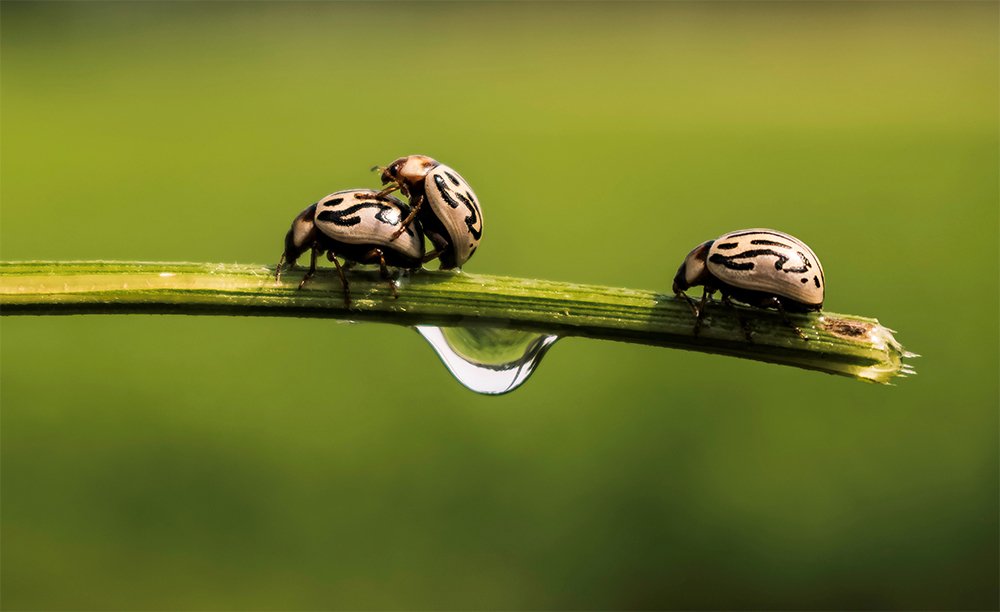 bug meeting in morning