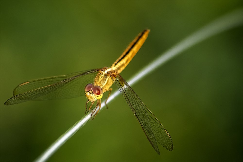 Dragonfly
