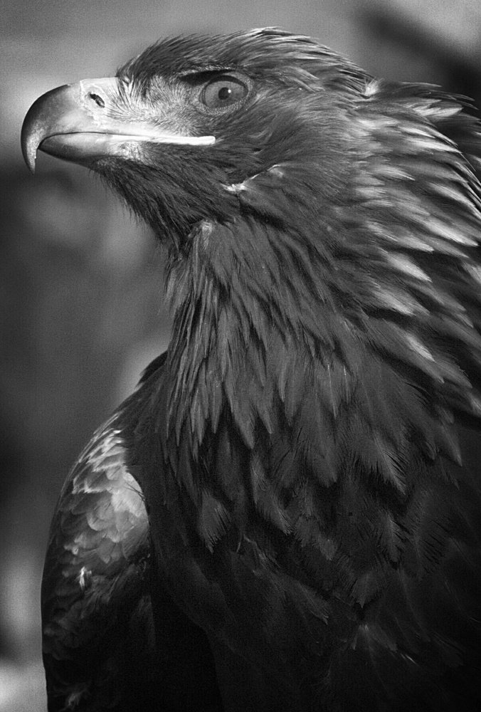 Photograph by BORIS KURTUKOV