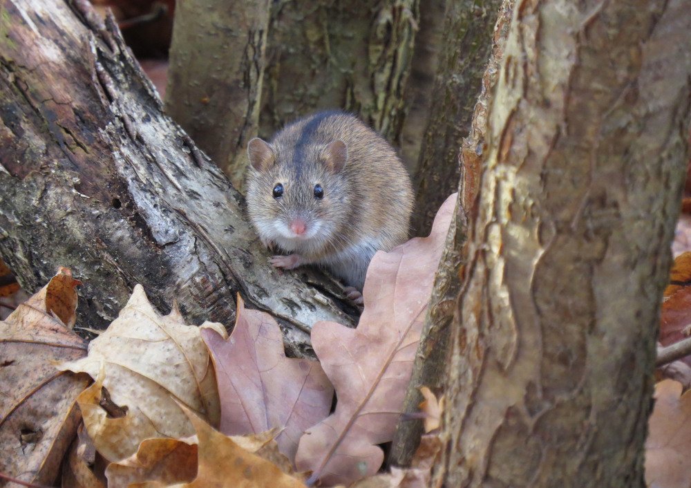 Мышонок  в лесу