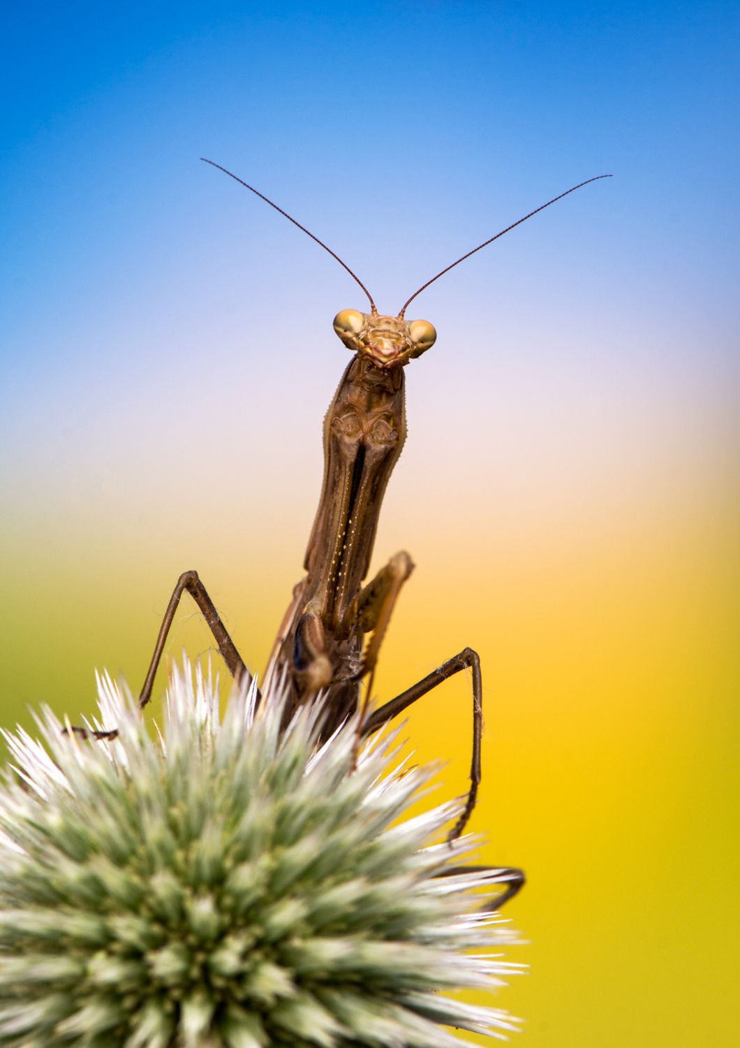 Portrait of mantis