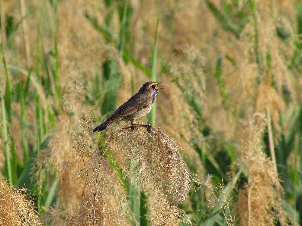 Photograph by Елена Кузнецова