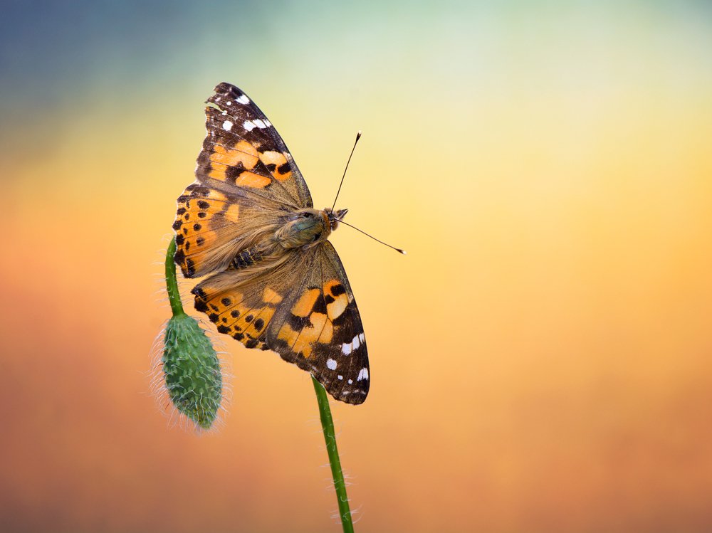 Photograph by Štefan Csontos