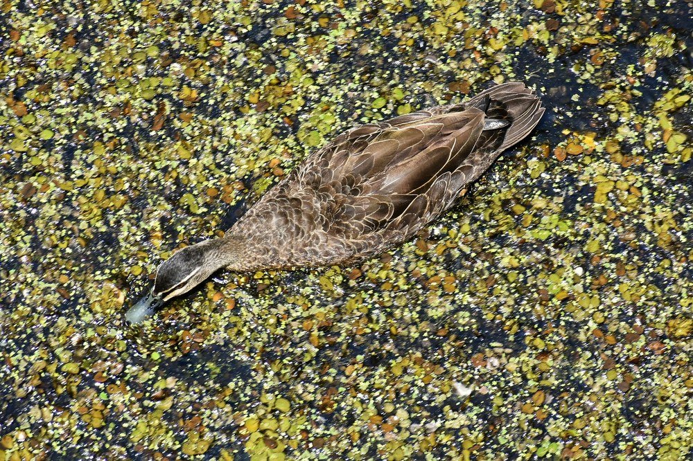 Top Angle_Swimming Duck
