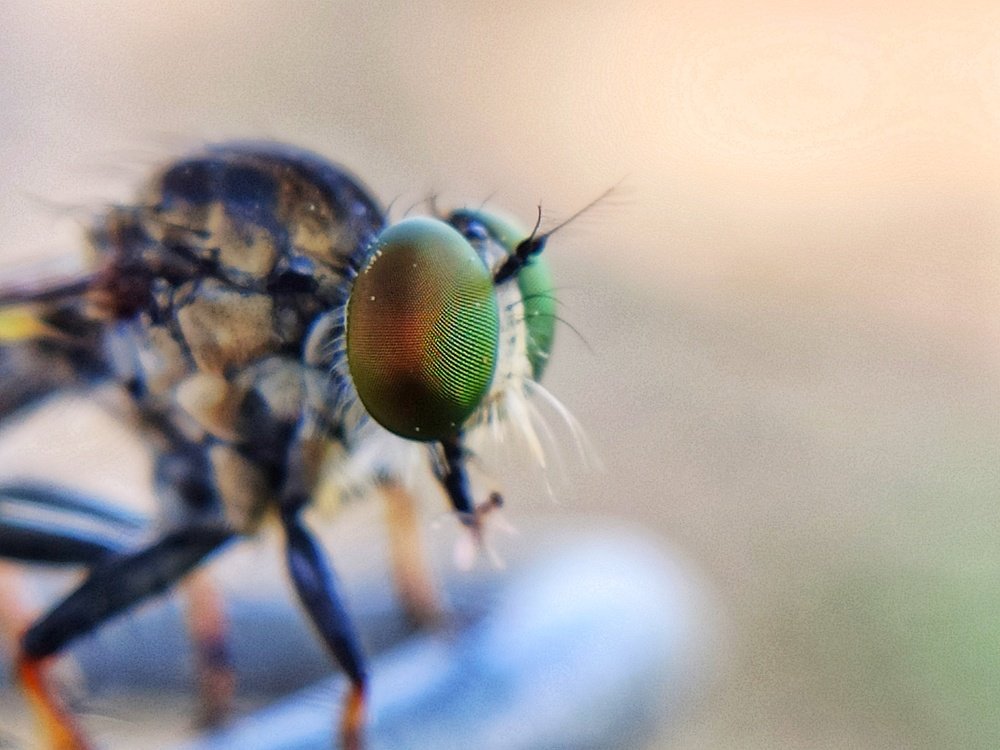Robberfly portrait