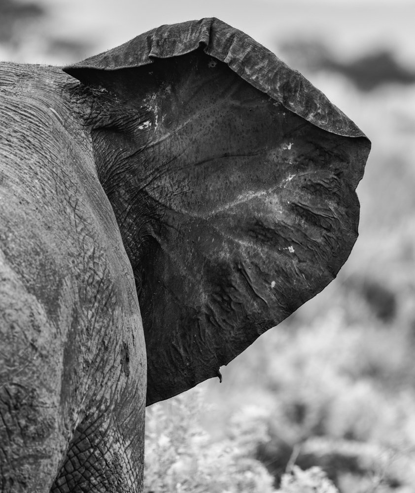Elephants Cooling System