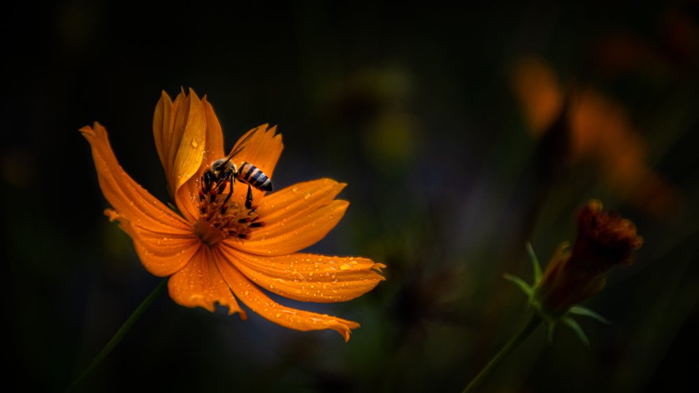 Photograph by Angelo Chernicharo