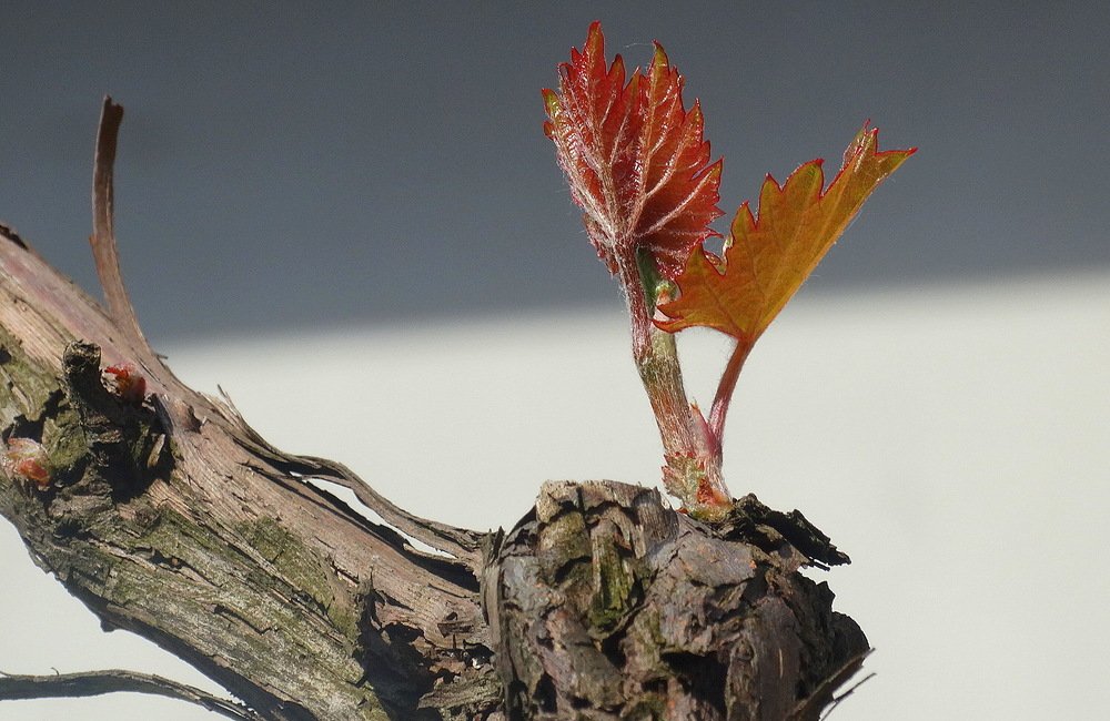 Photograph by Dragoș Gros