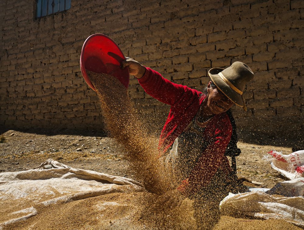 Aireando y mezclando el trigo.