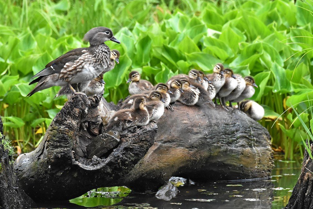 Большая семья.